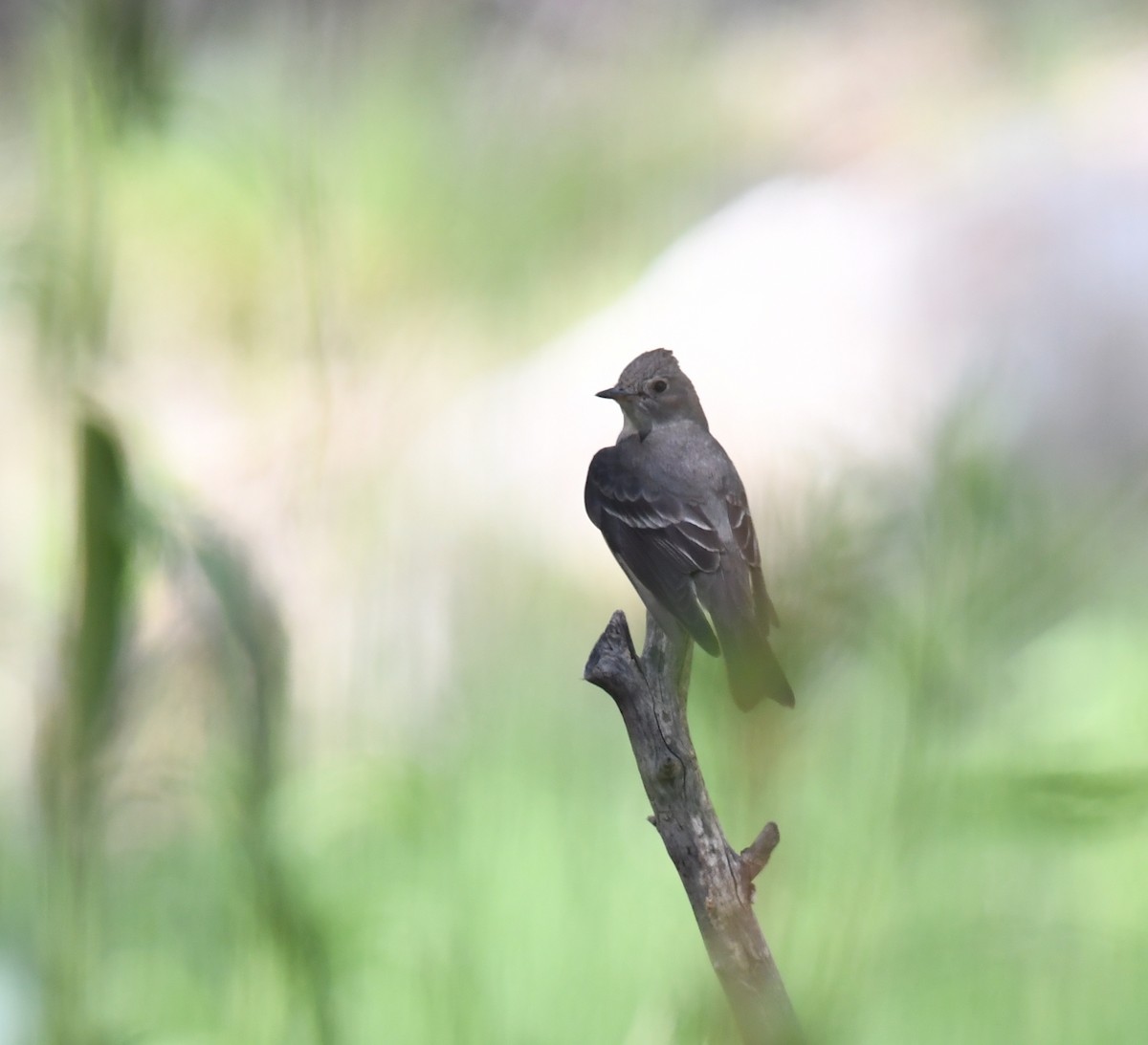 Northern Beardless-Tyrannulet - ML645821403