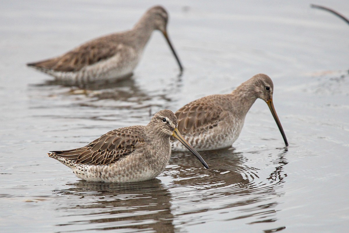 Long-billed Dowitcher - ML645821405