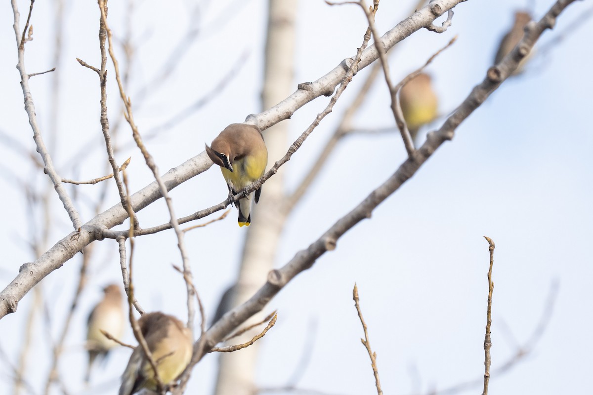 Sedir İpekkuyruğu - ML645821407