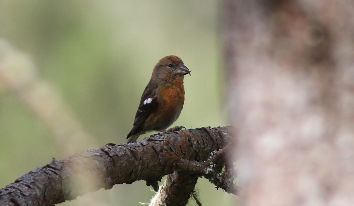 Hispaniolan Crossbill - ML64582141