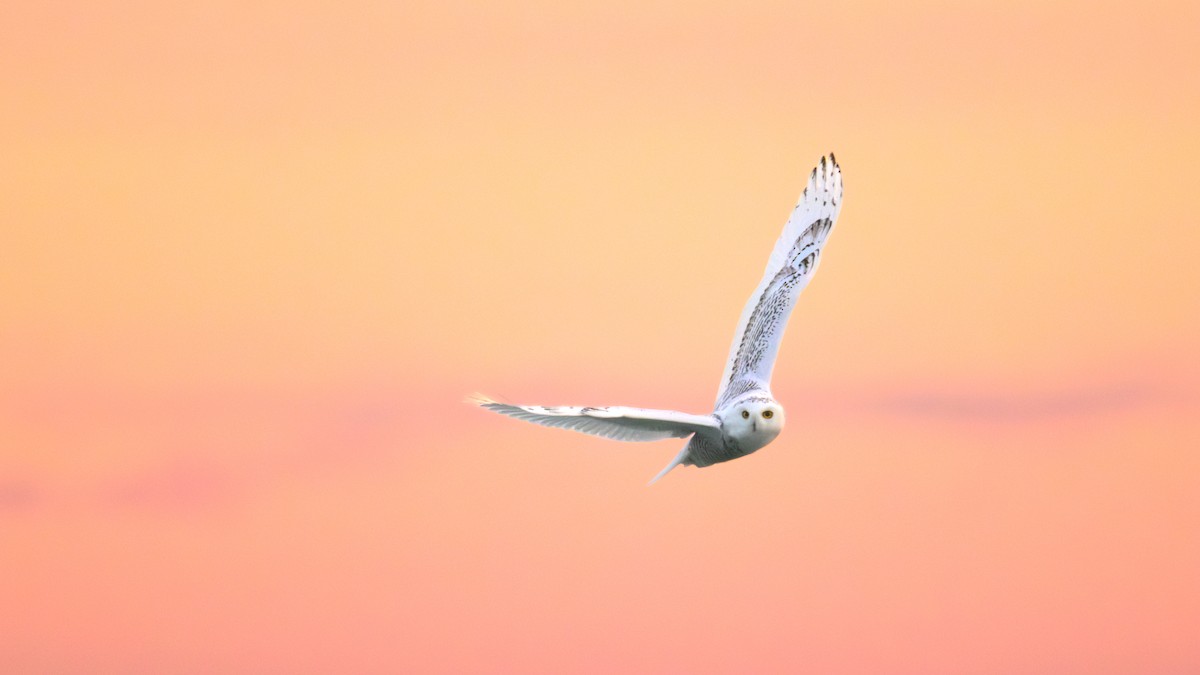 Snowy Owl - ML645821411