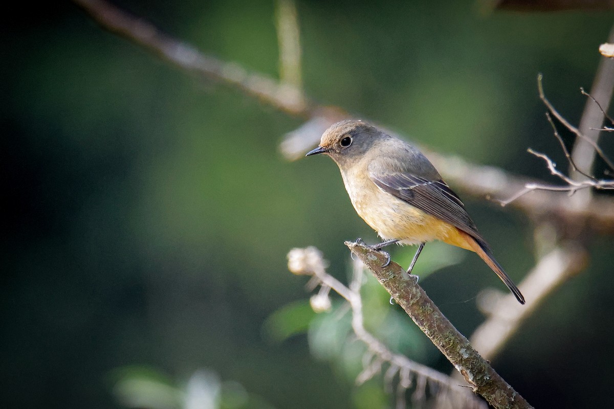 Blue-fronted Redstart - ML645821414