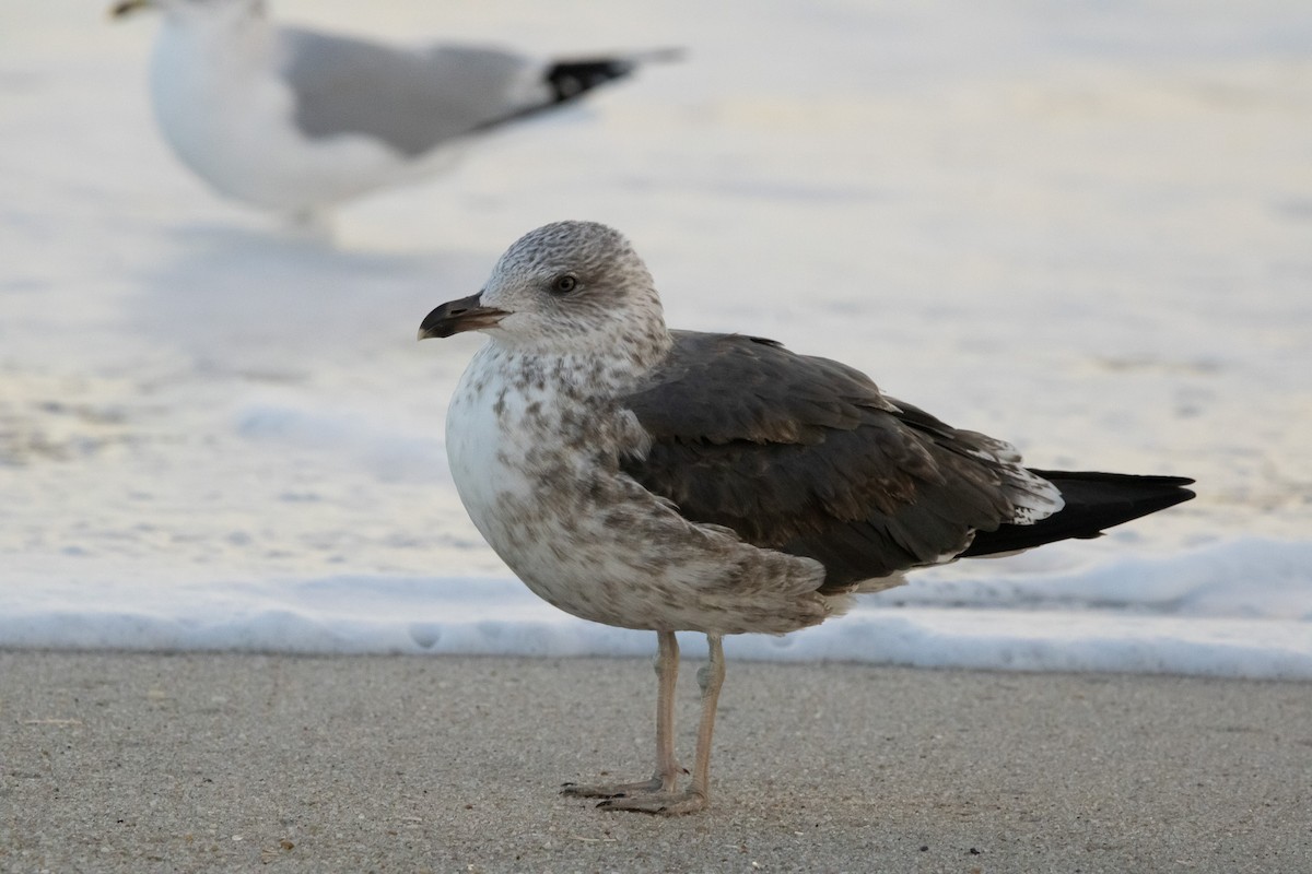 Zafferano - ML645821415