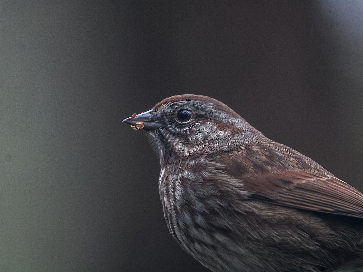 Song Sparrow - ML645821417