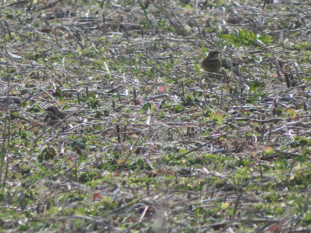 Alondra Cornuda - ML645821421