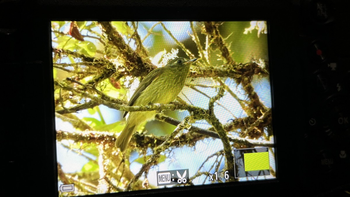 Olive-streaked Flycatcher - ML645821422