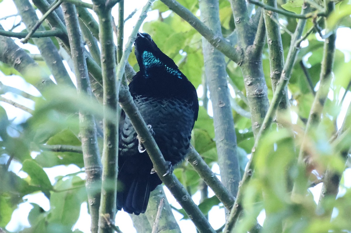 Ave del Paraíso Festoneada - ML645821428