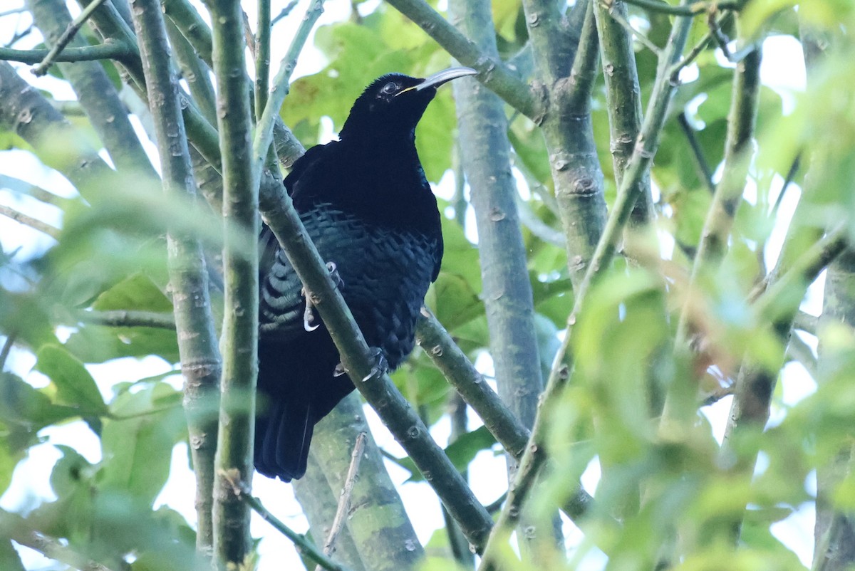 Ave del Paraíso Festoneada - ML645821429