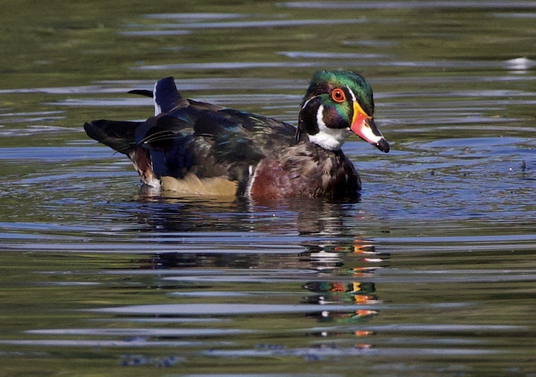 kachnička karolínská - ML645821432