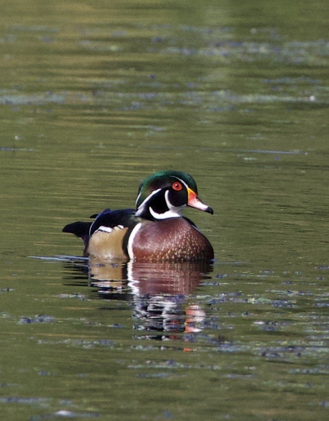 kachnička karolínská - ML645821433