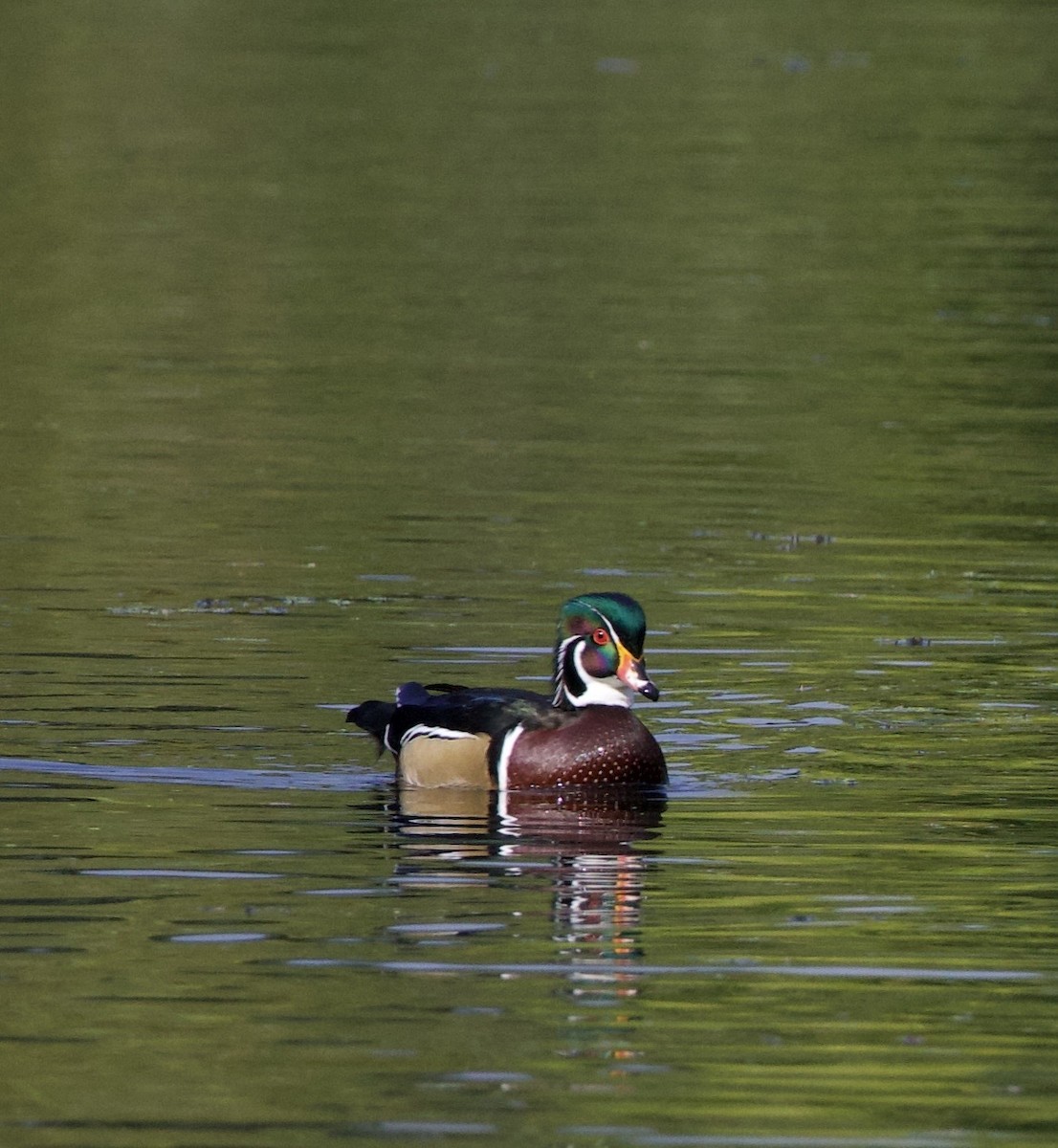 Pato Joyuyo - ML645821434