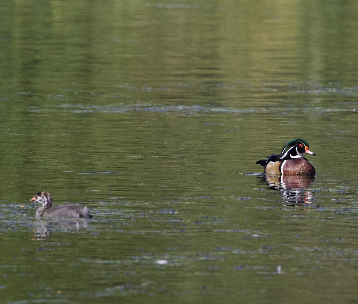 kachnička karolínská - ML645821435