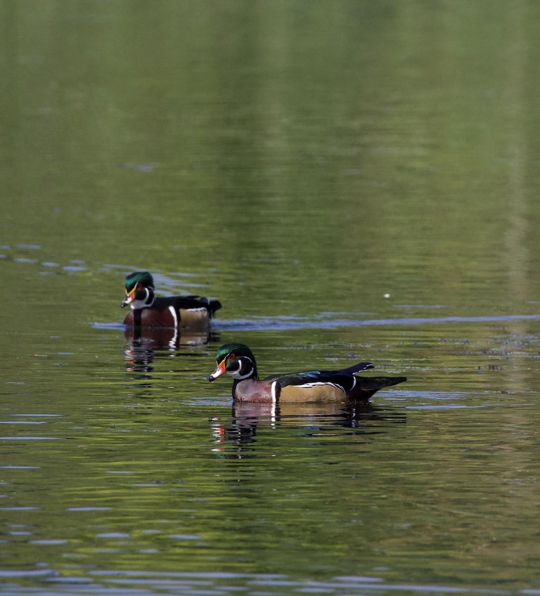 kachnička karolínská - ML645821436