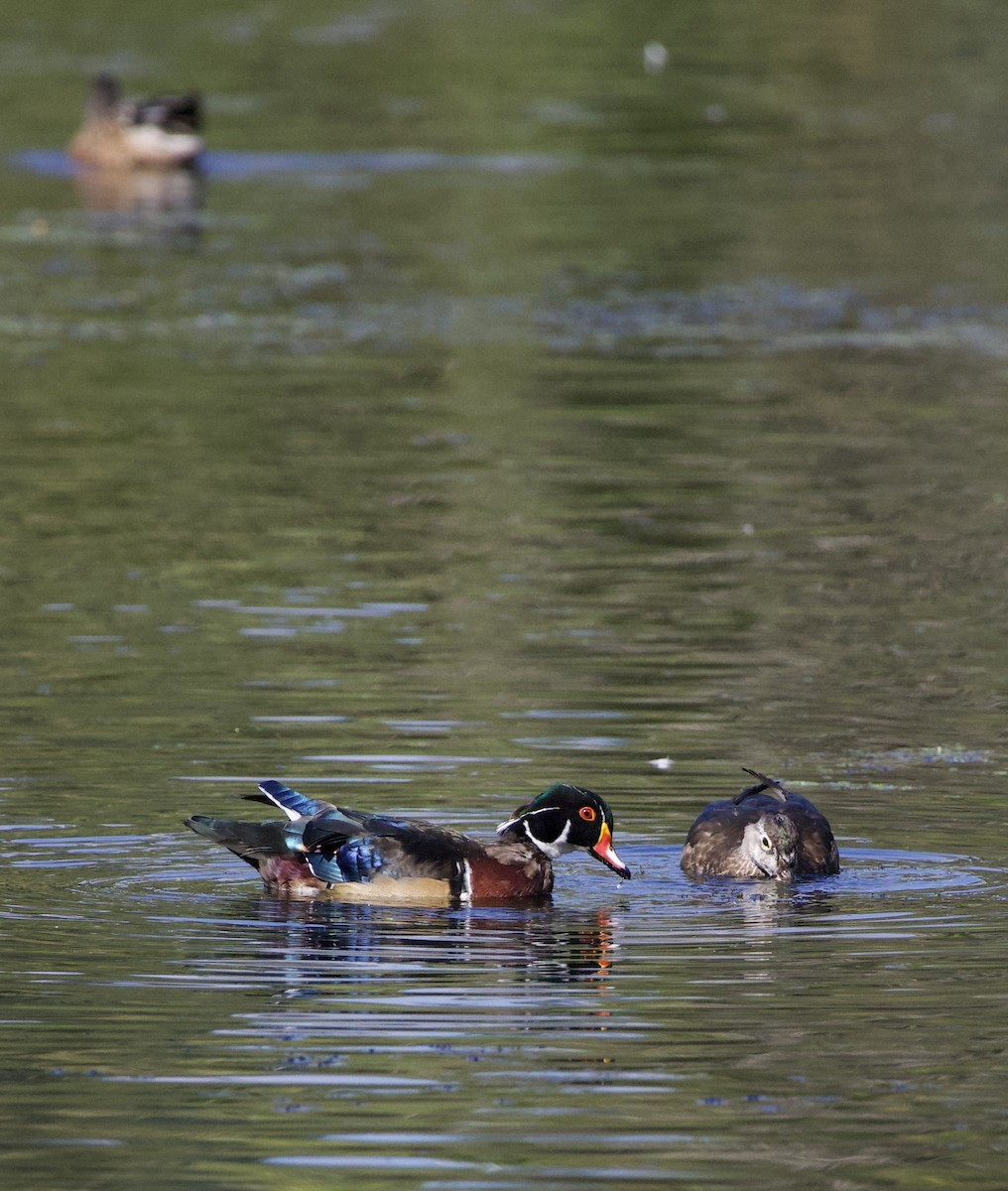 kachnička karolínská - ML645821437