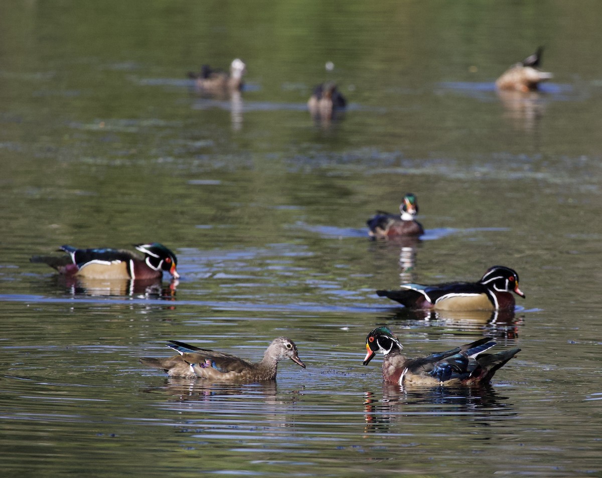 kachnička karolínská - ML645821438