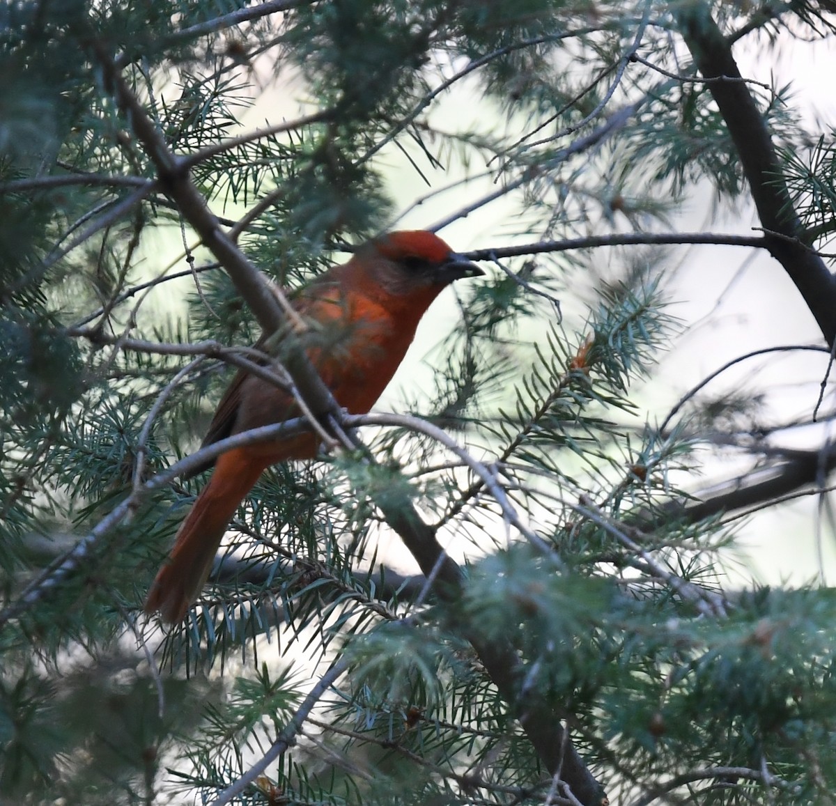 Piranga Bermeja (Hepática) - ML645821439