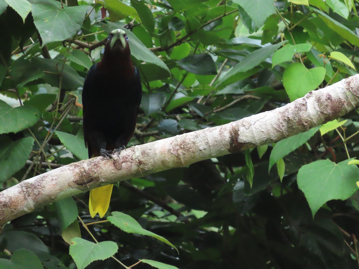 Chestnut-headed Oropendola - ML645821440