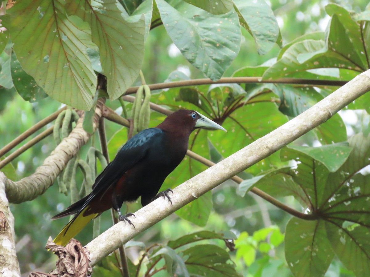 Cacique Cabecicastaño - ML645821441