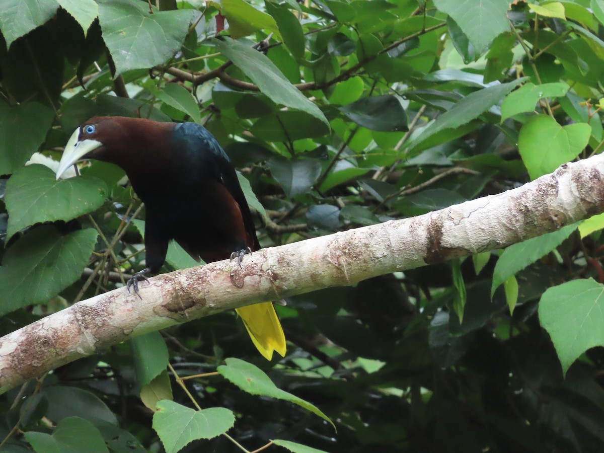 Cacique Cabecicastaño - ML645821444