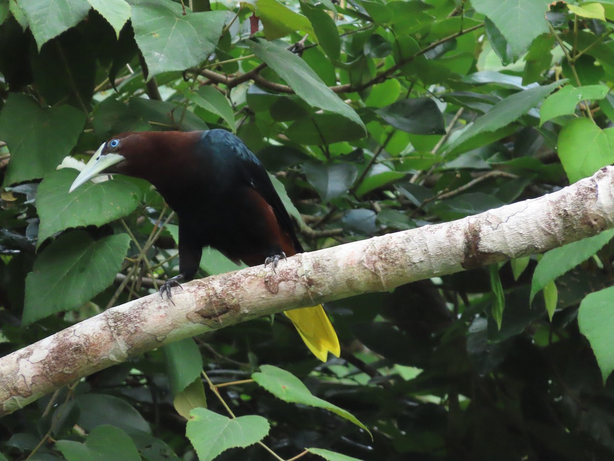 Chestnut-headed Oropendola - ML645821449