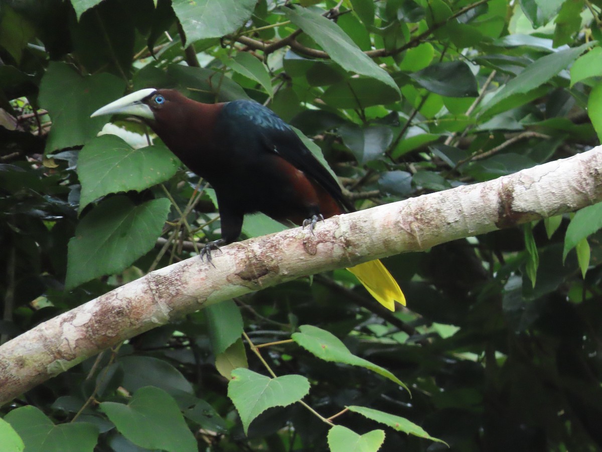 Chestnut-headed Oropendola - ML645821453