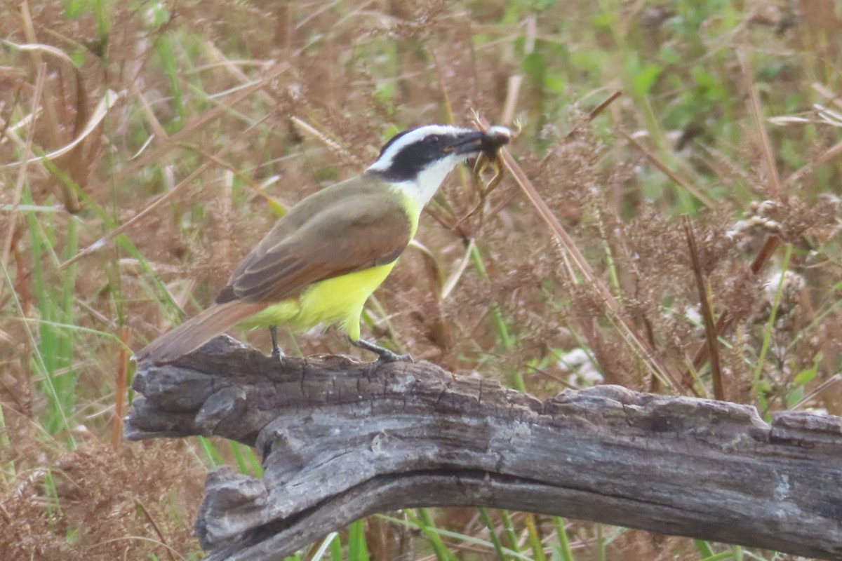 Bienteveo Común - ML645821455