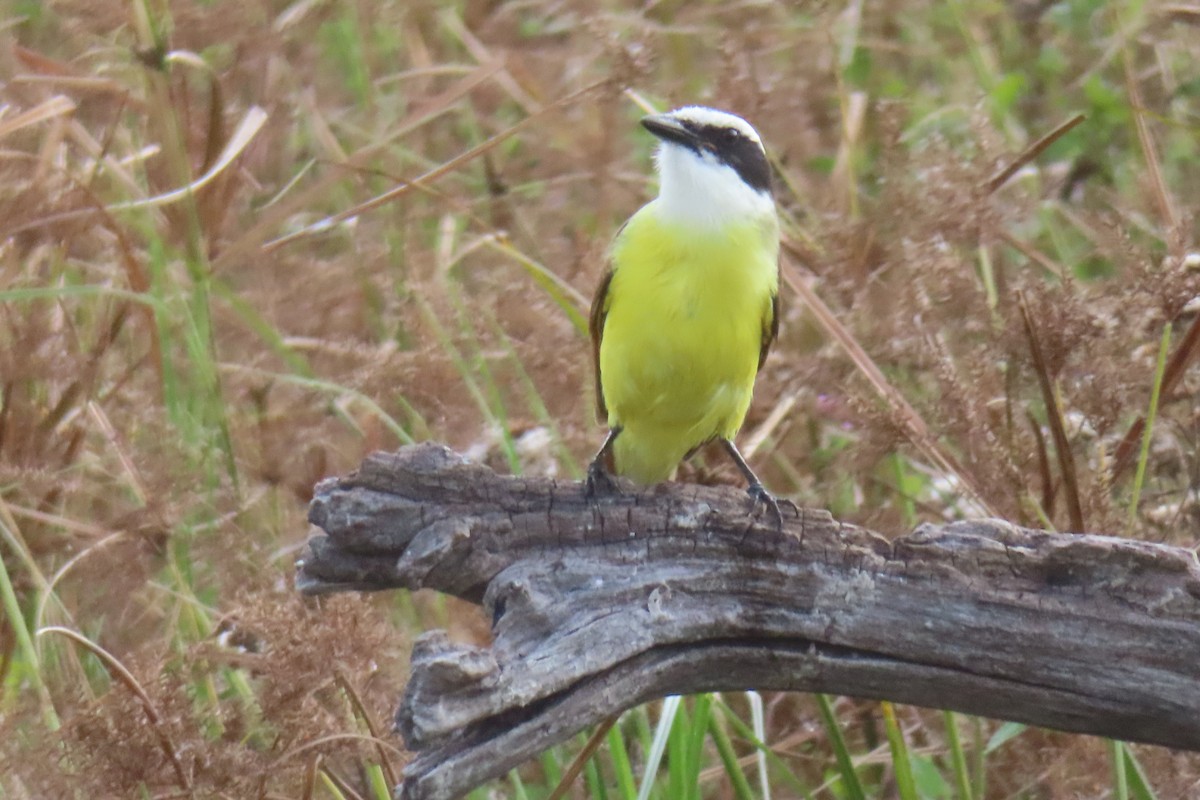 Bienteveo Común - ML645821456
