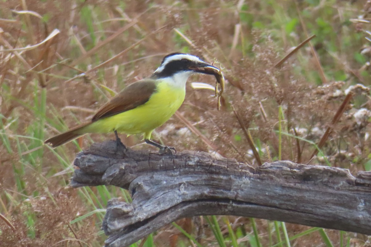 Bienteveo Común - ML645821457