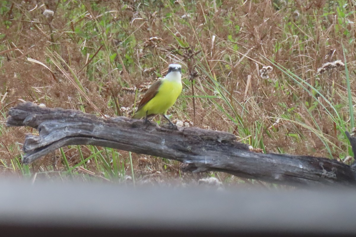 Bienteveo Común - ML645821458