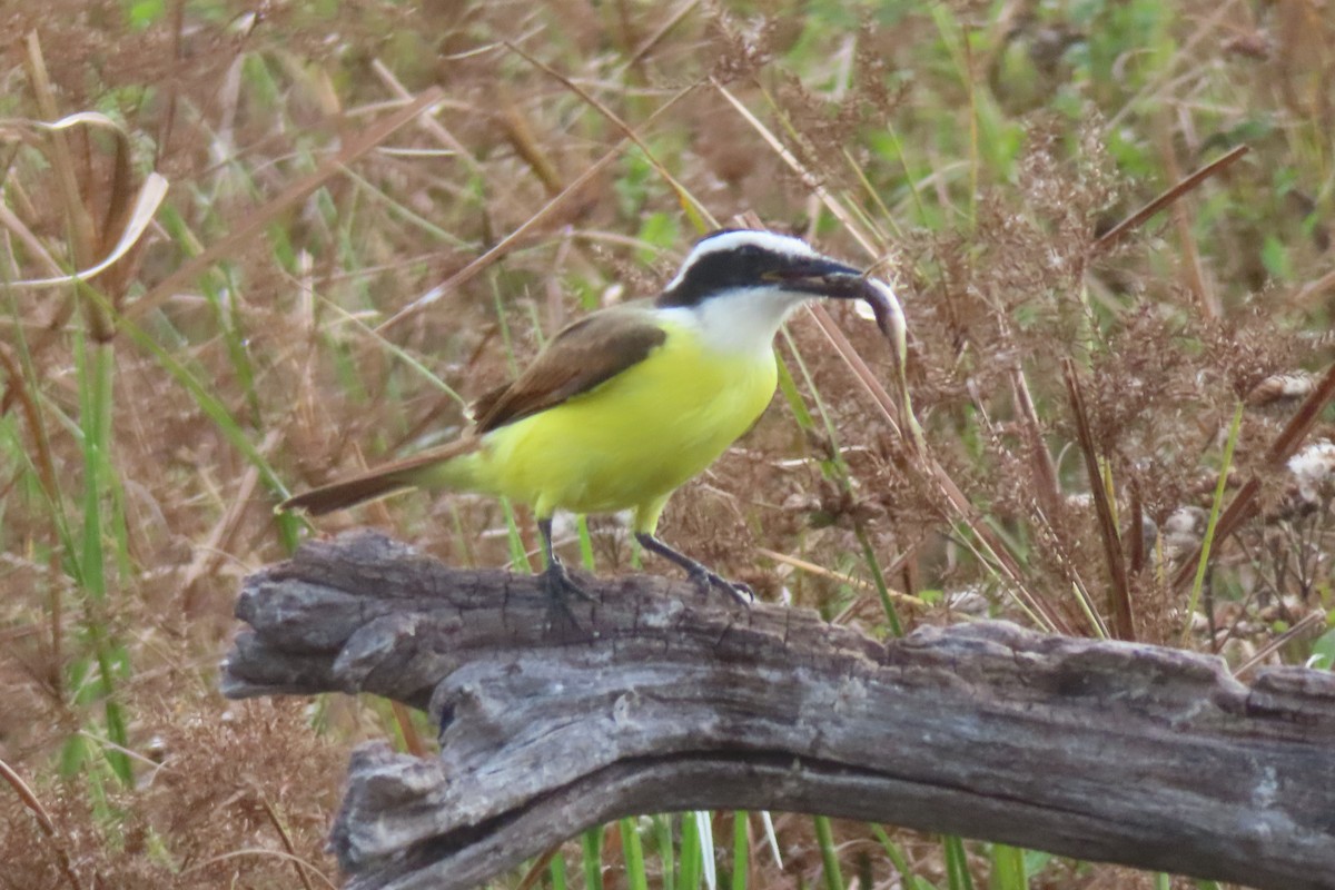 Bienteveo Común - ML645821459