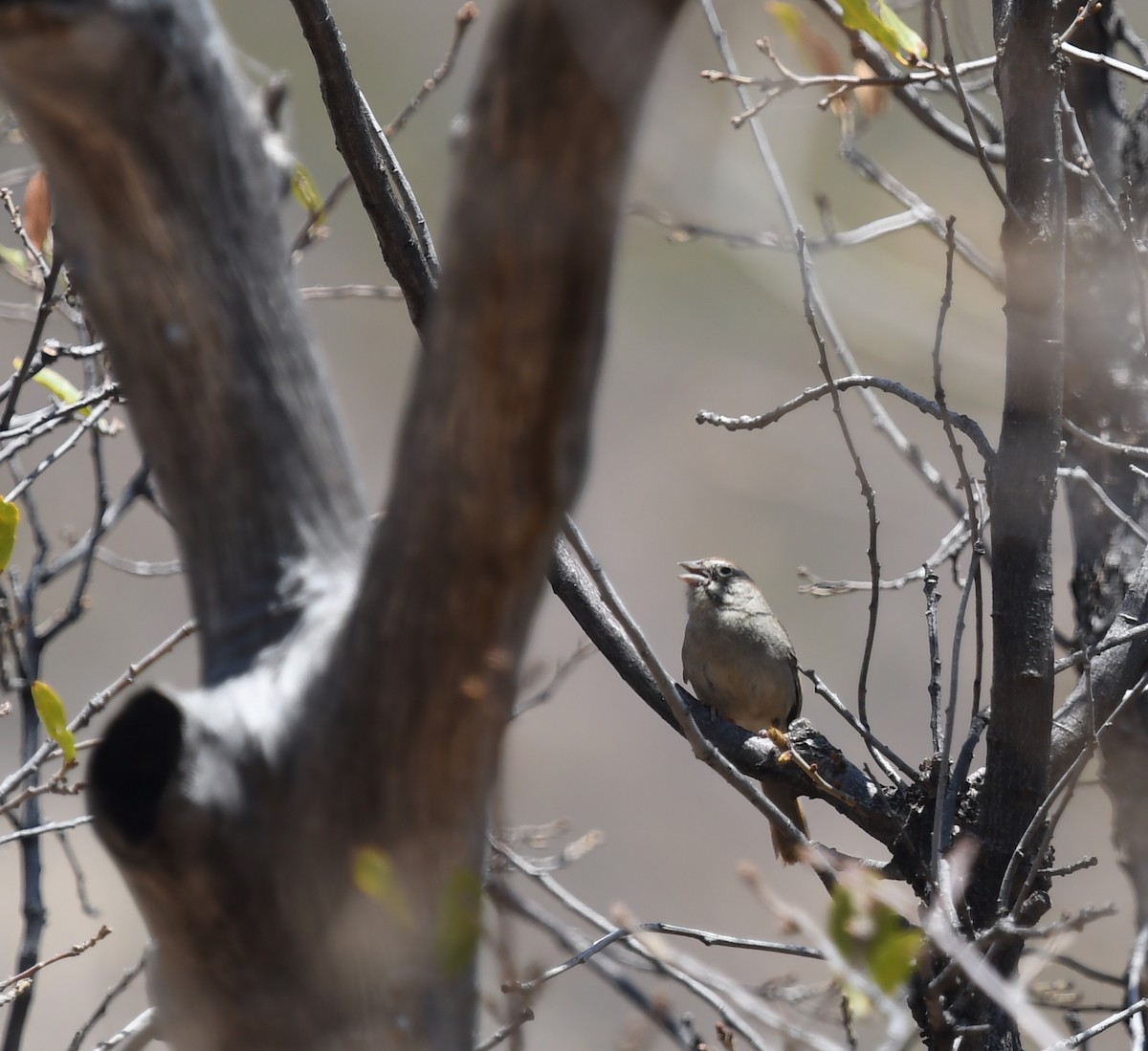 Chingolo Coronirrufo - ML645821460