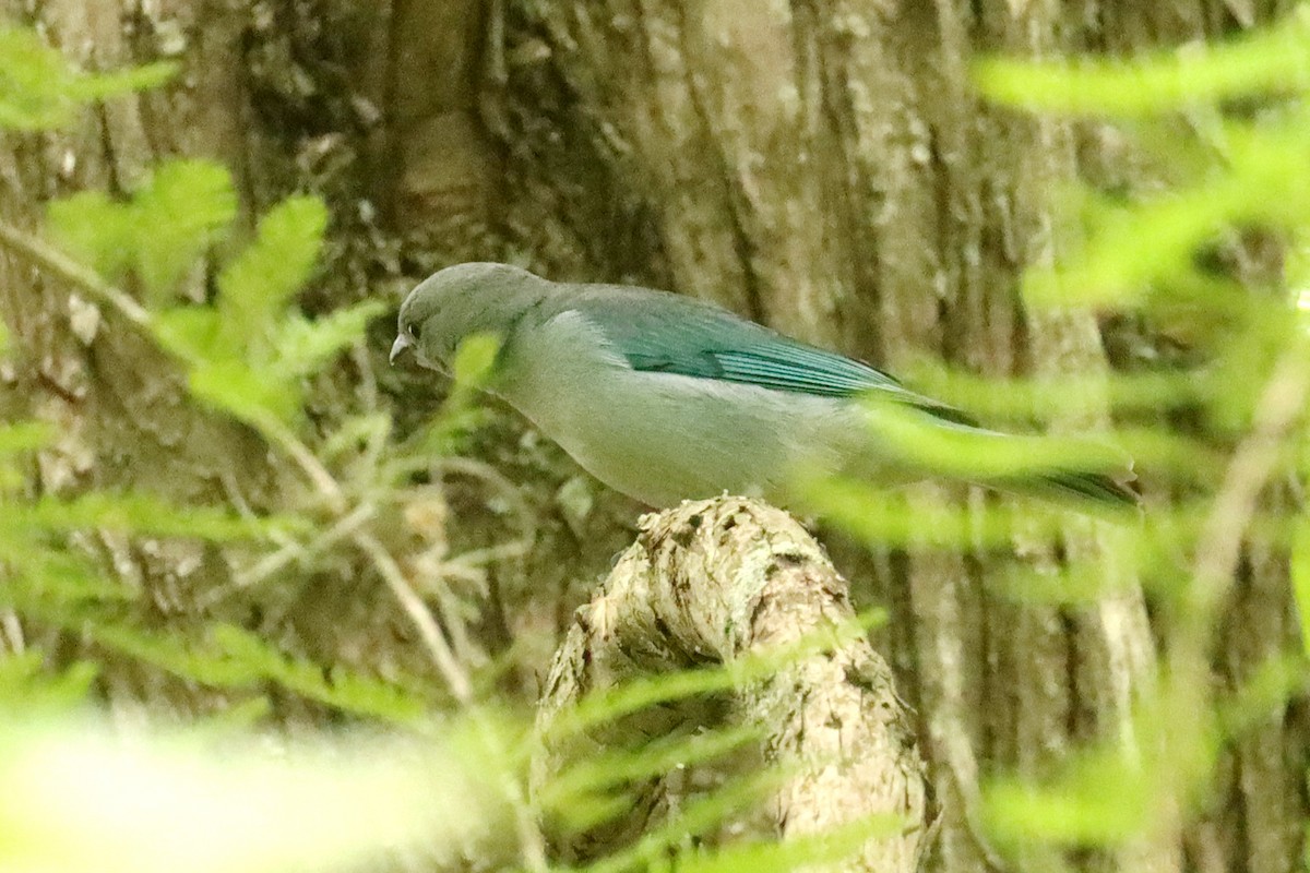 Tangara Sayaca - ML645821461