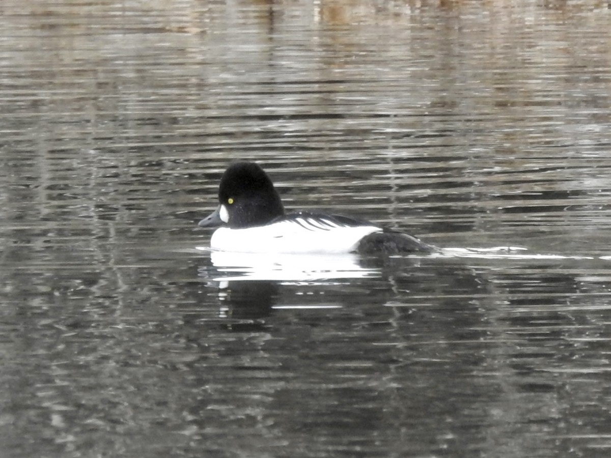 Porrón Osculado - ML645821462