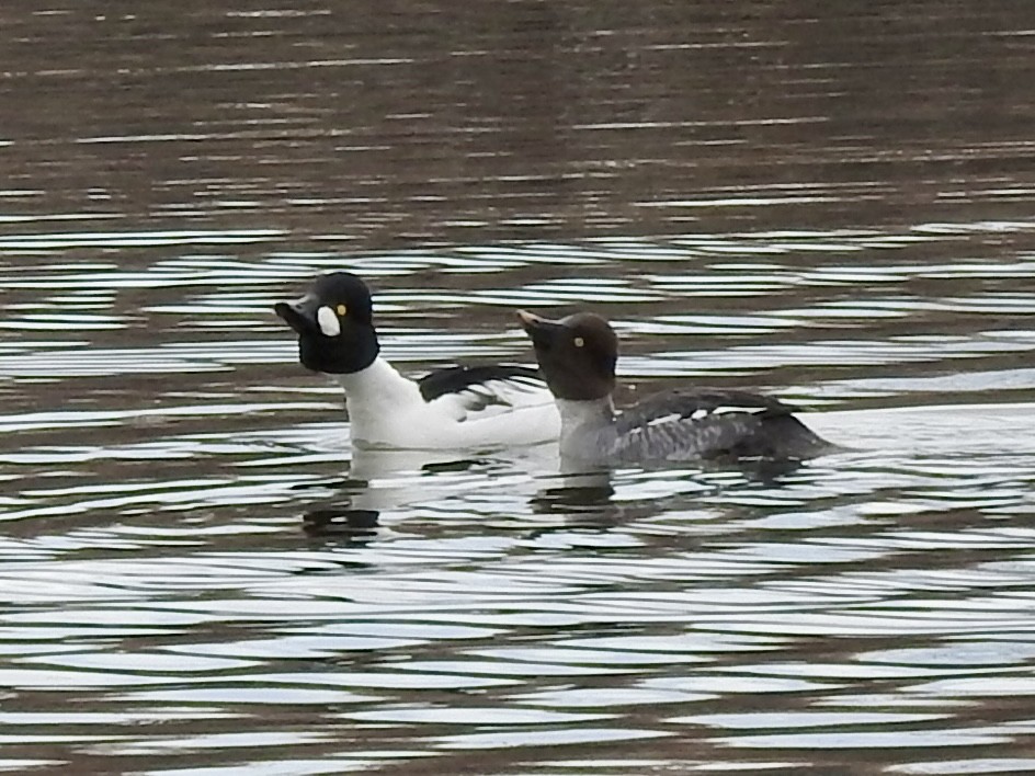 Porrón Osculado - ML645821463