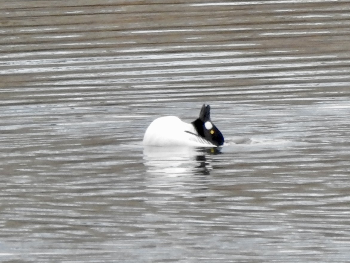 Porrón Osculado - ML645821464