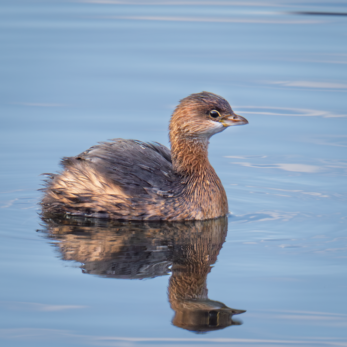 Zampullín Picogrueso - ML645821465