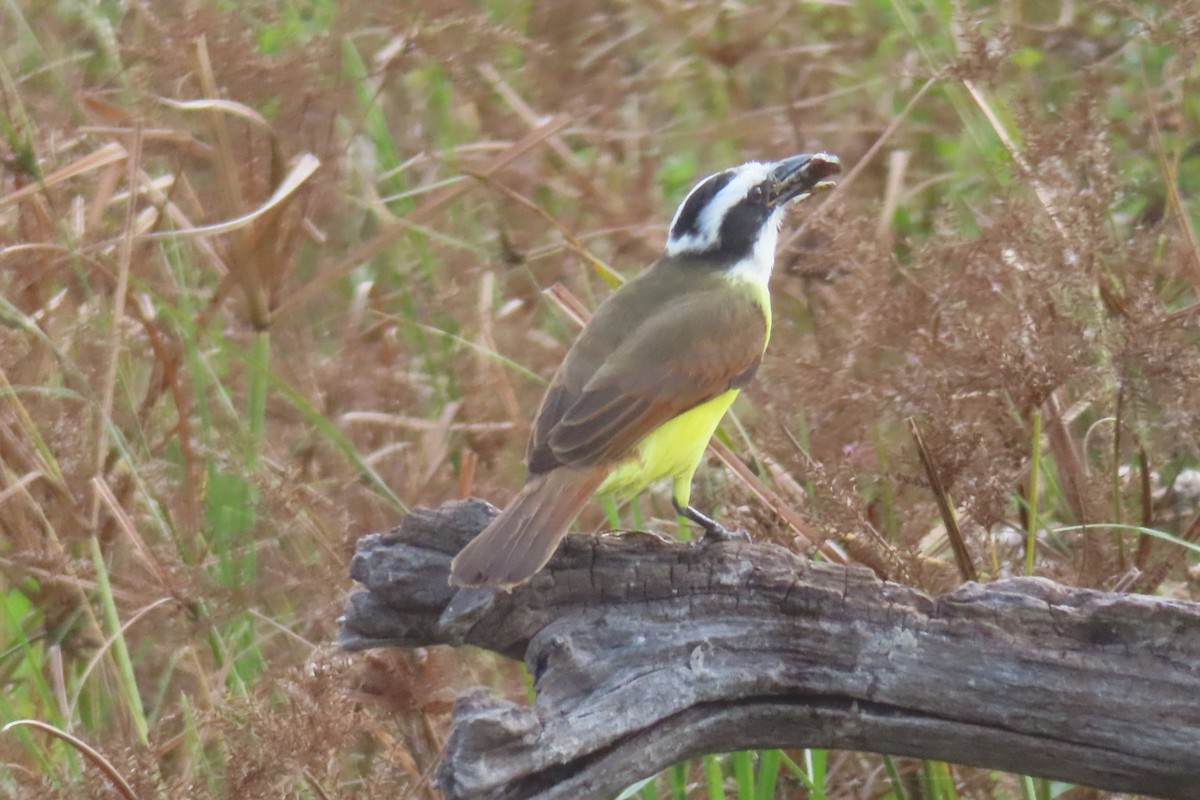 Bienteveo Común - ML645821466