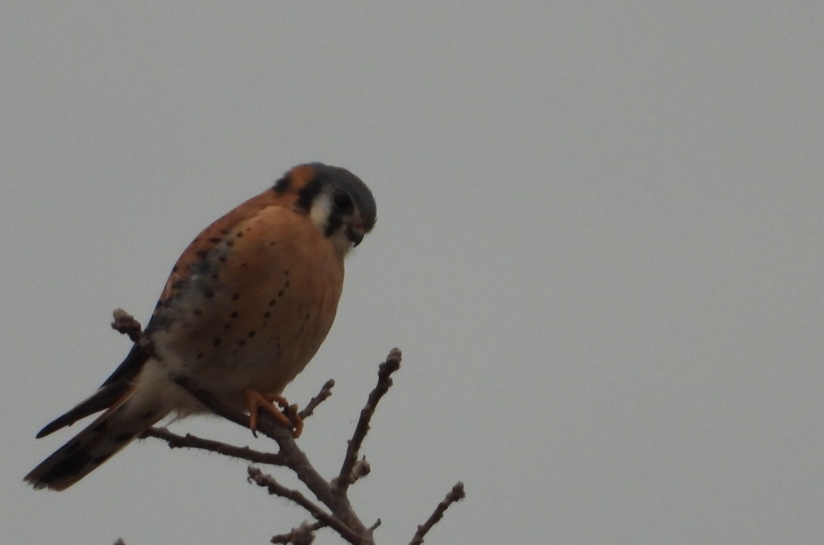 Cernícalo Americano - ML645821467