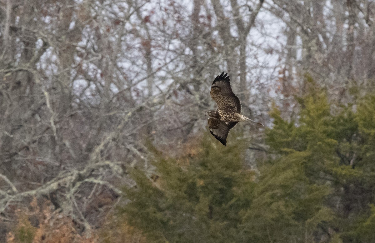 Busardo Chapulinero - ML645821468