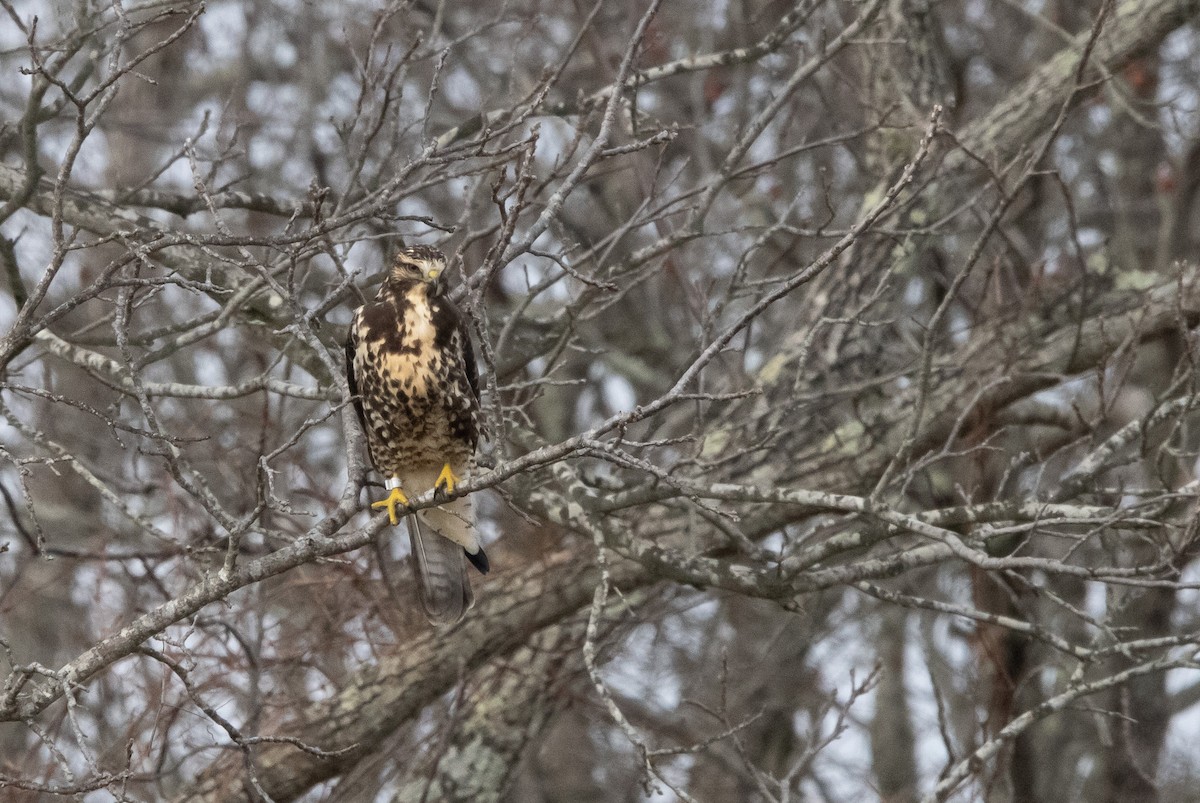 Busardo Chapulinero - ML645821469