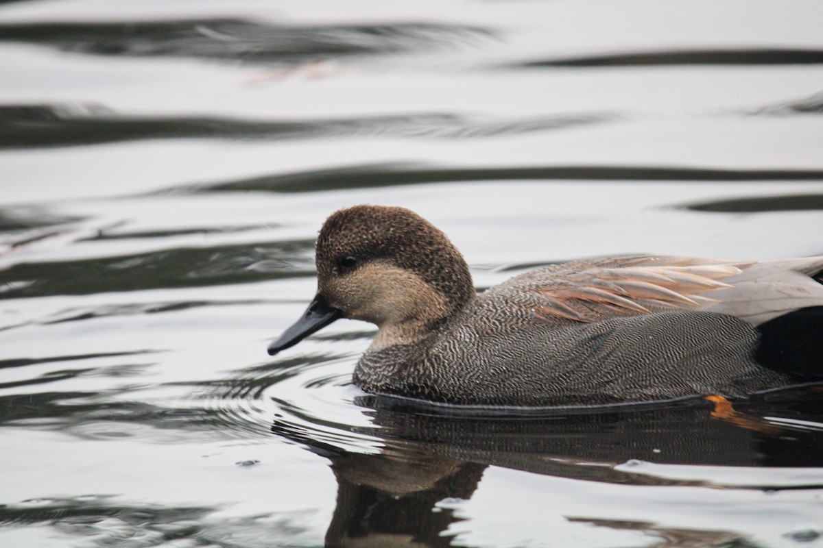 Ánade Friso - ML645821470