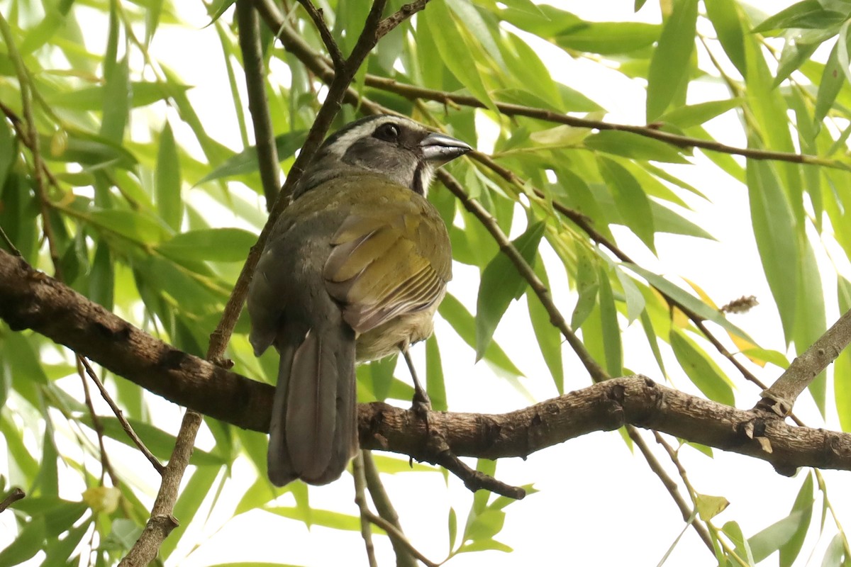 Pepitero Verdoso - ML645821473