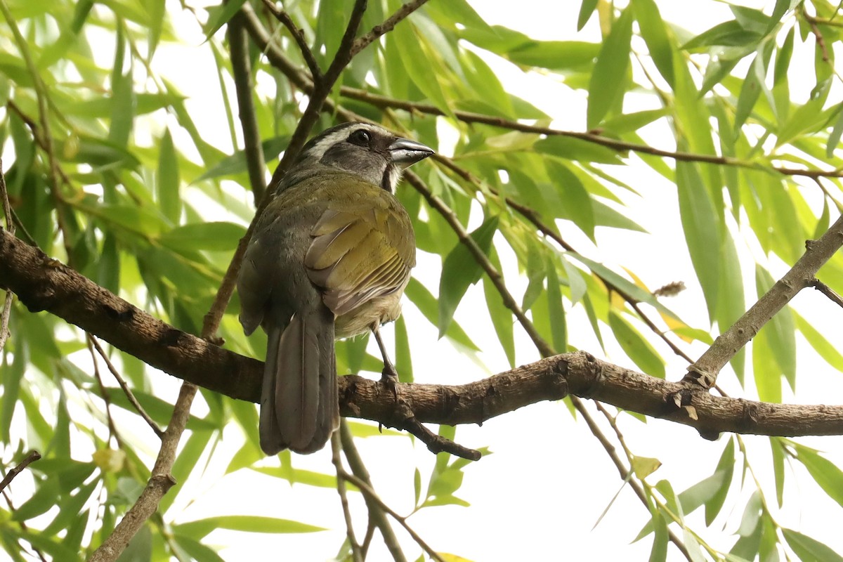 Pepitero Verdoso - ML645821474