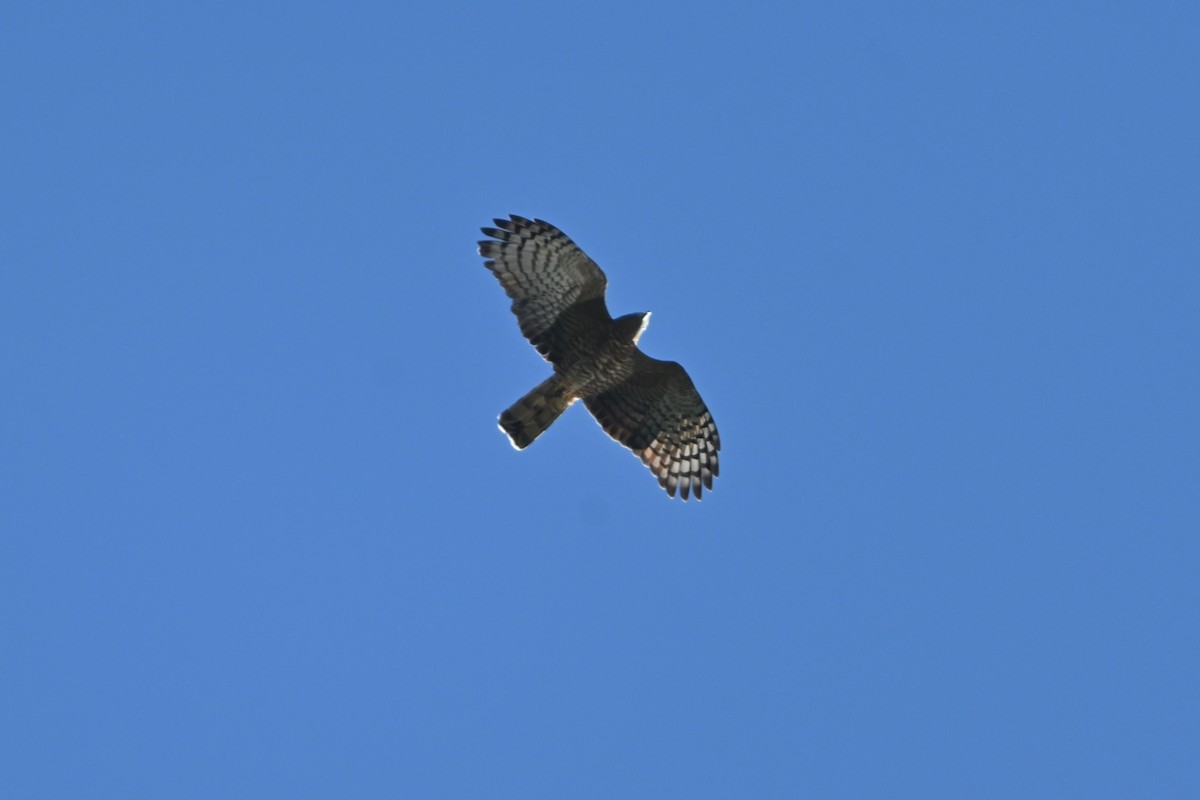 Hook-billed Kite - ML645821475