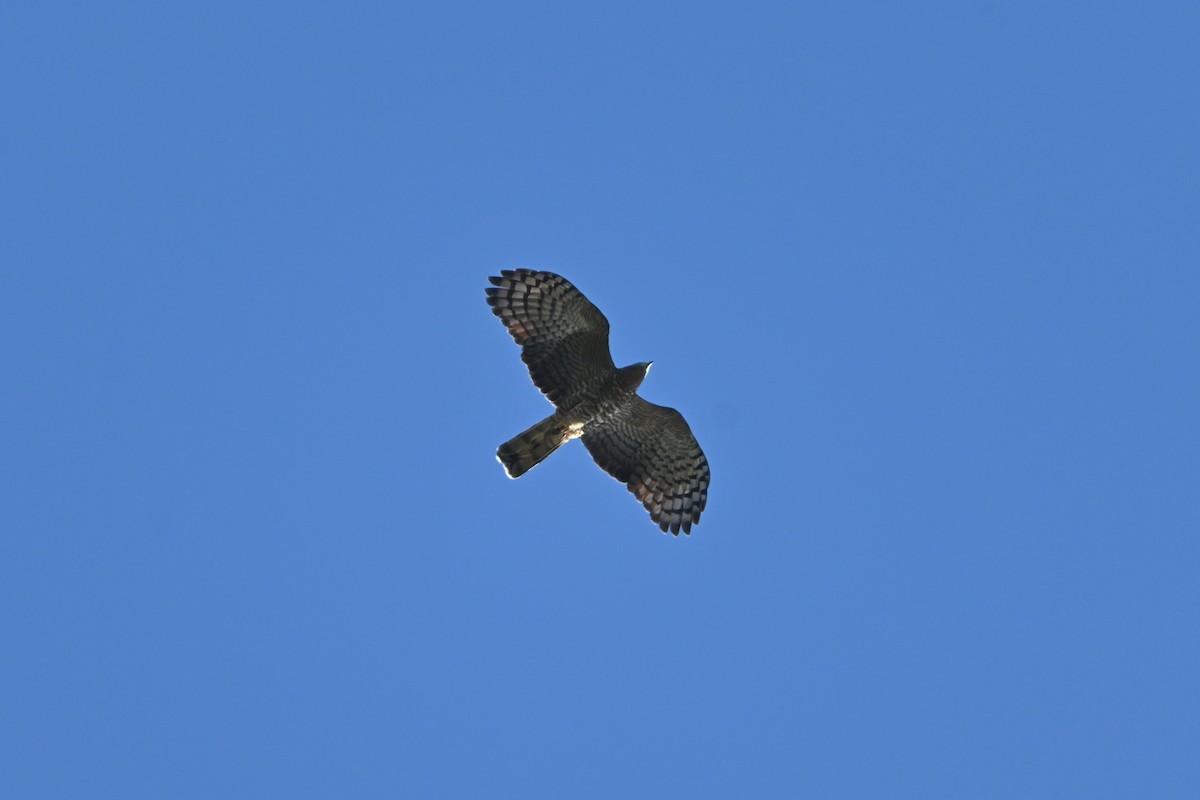 Hook-billed Kite - ML645821476
