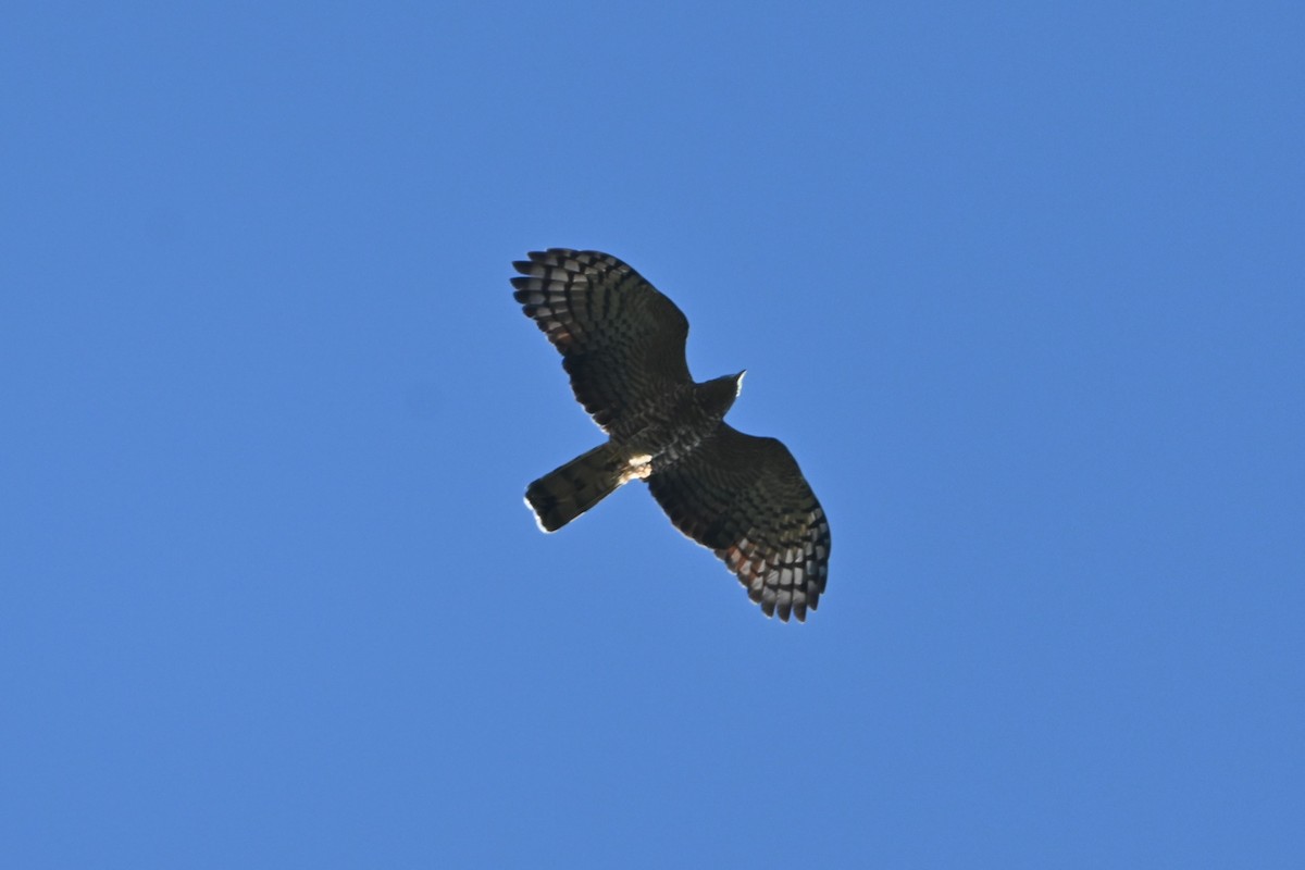 Hook-billed Kite - ML645821477