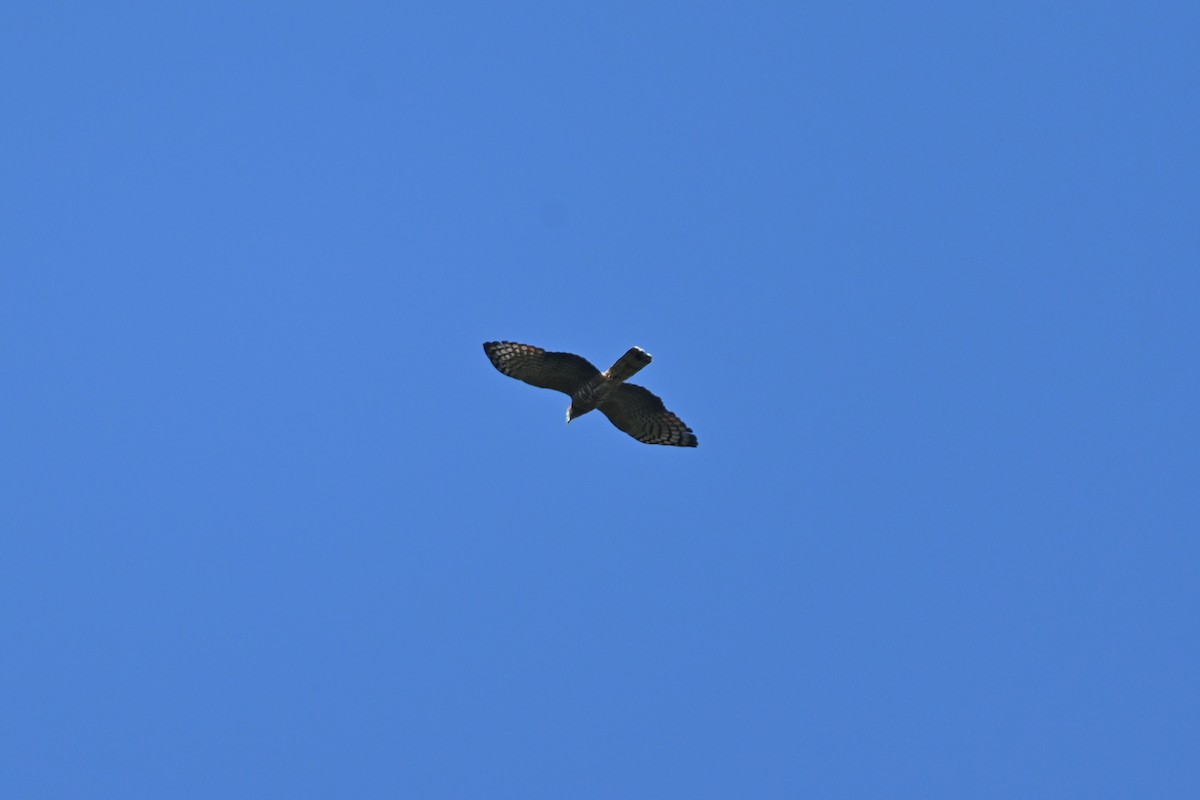 Hook-billed Kite - ML645821479