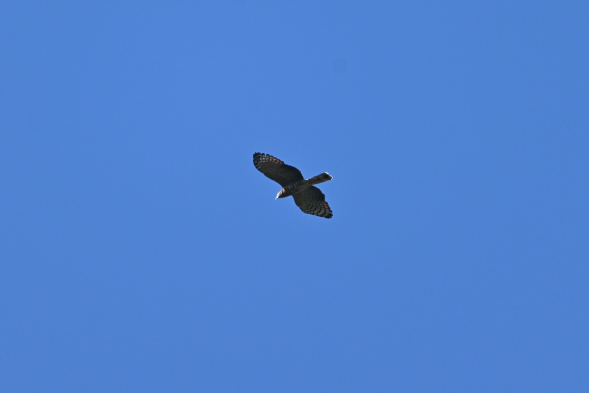 Hook-billed Kite - ML645821480