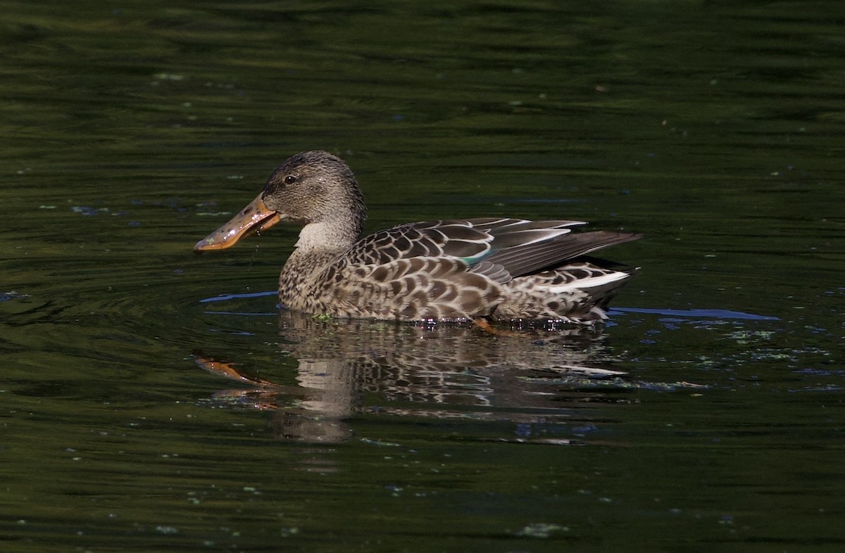 Cuchara Común - ML645821483