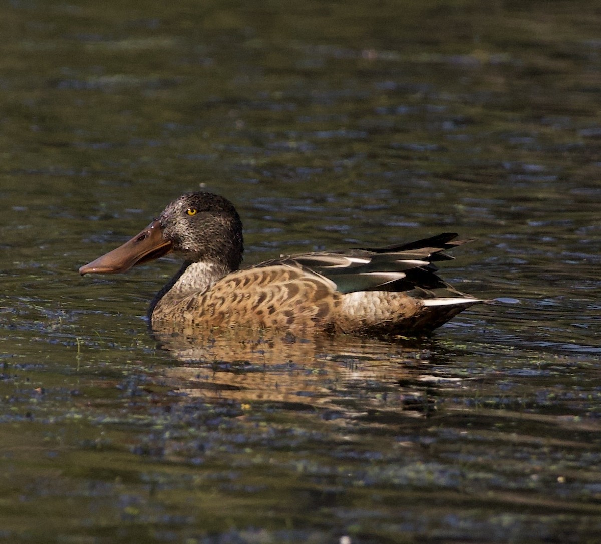 Cuchara Común - ML645821484